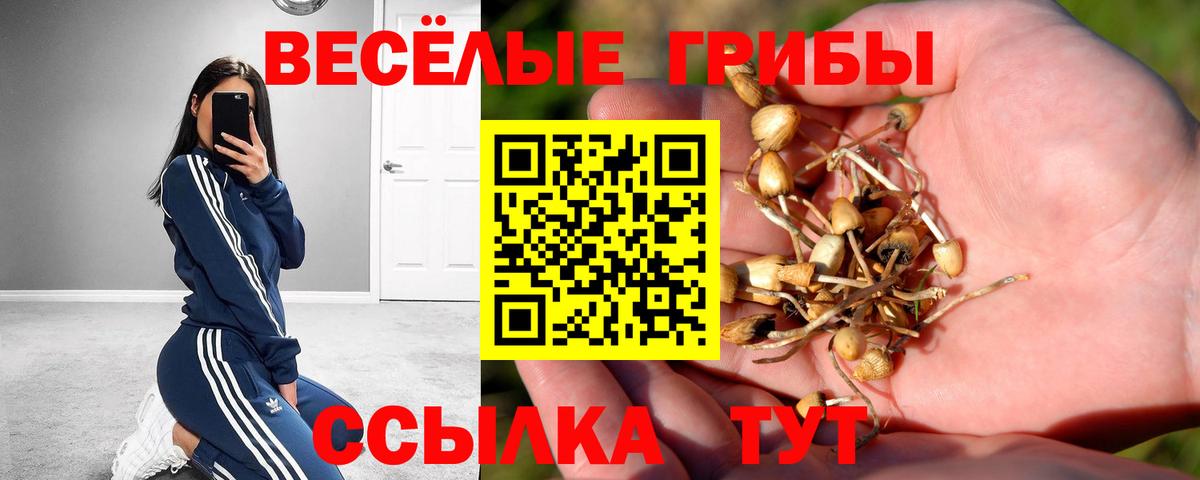 Псилоцибиновые грибы Psilocybe  Вход с VPN  Дивногорск 